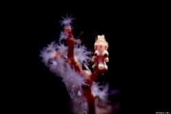 look at me
Canon 5dsr
Canon EF 100mm f/2.8 L Macro IS U... by Yung Sen Wu 